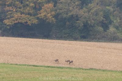 Photo de la journée