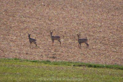 Photo de la journée