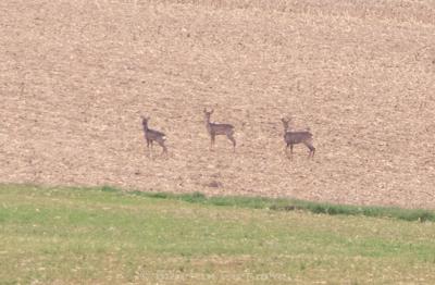 Photo de la journée