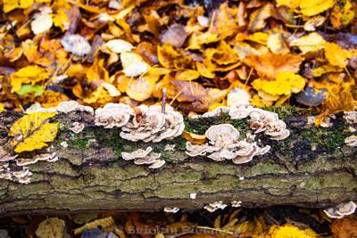 Photo de la journée