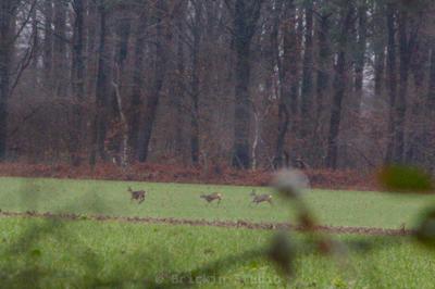 Photo de la journée