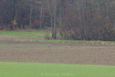 Photo de la journée