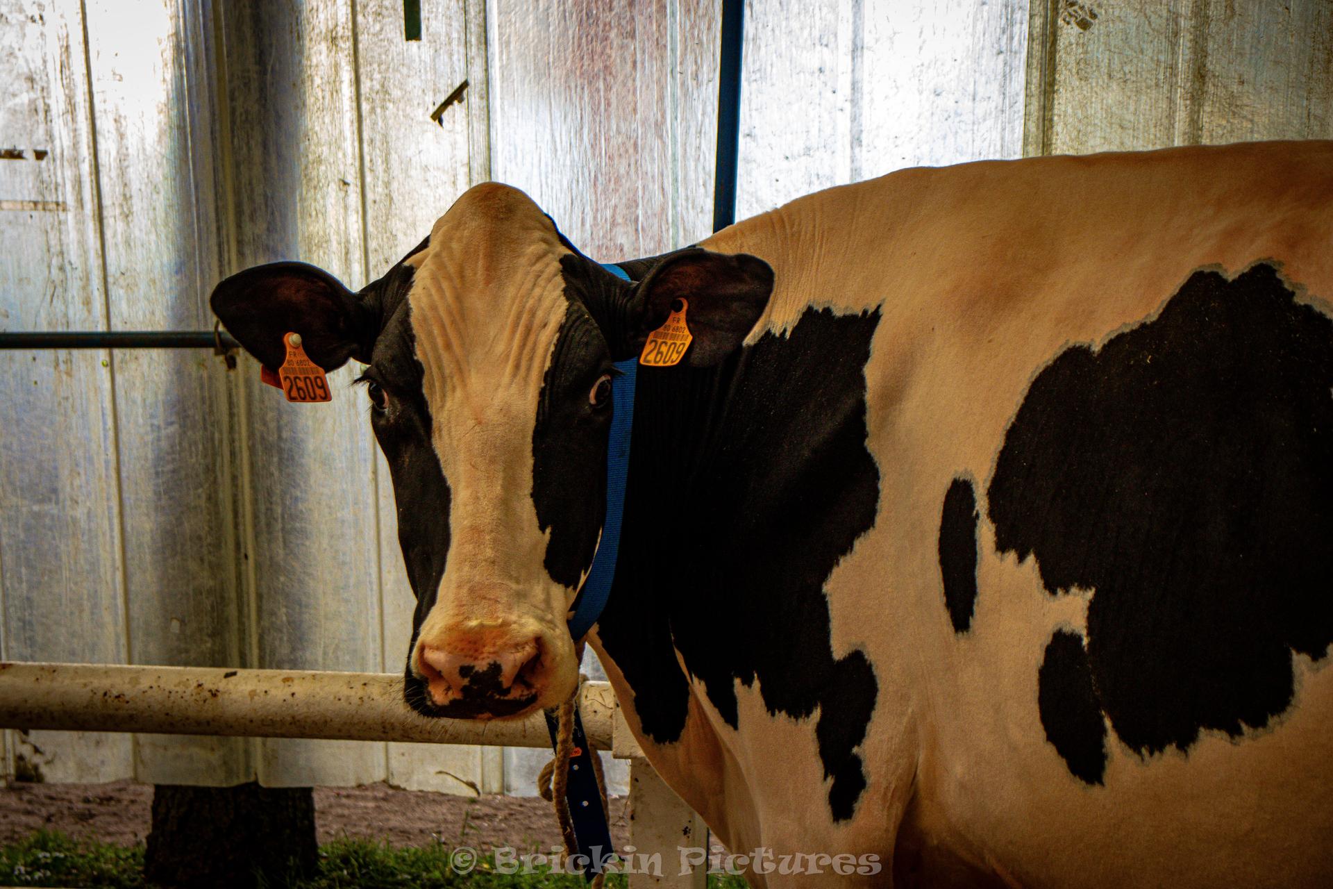 Foire Agricole 2025 Montdidier